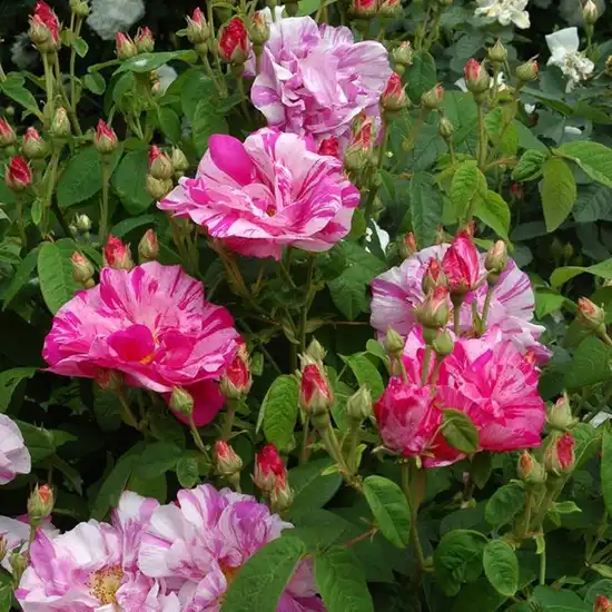 Rosa Rosa Mundi - roz - alb - trandafir gallica